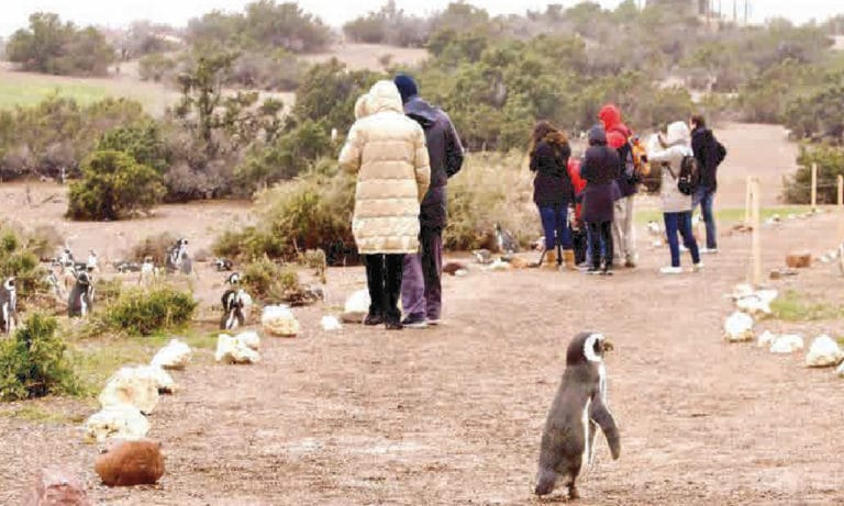 Punta Tombo Penguin Reserve 2_Mesa de trabajo 1