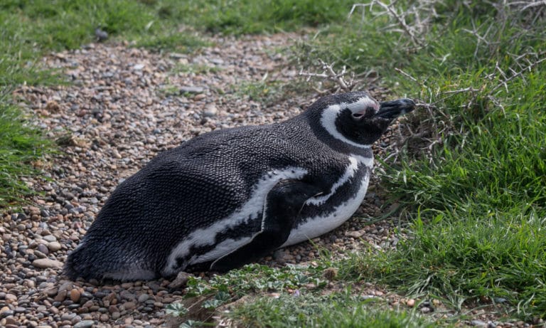 Punta Tombo Penguin Reserve 5_Mesa de trabajo 1