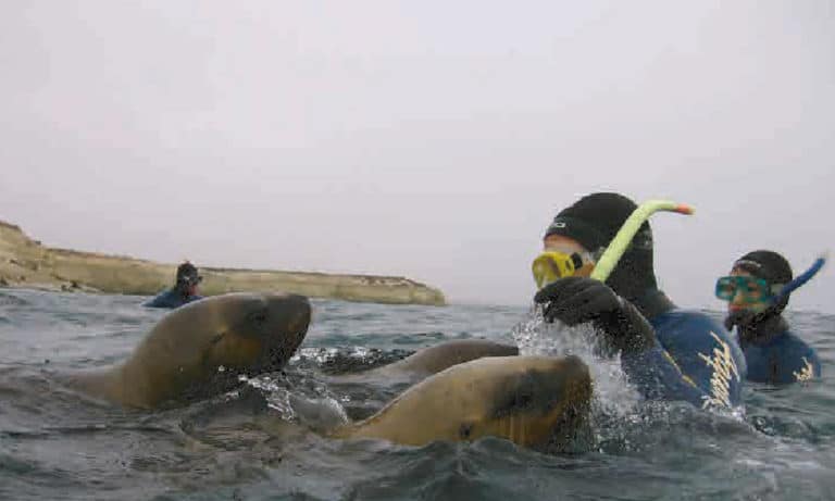 Snorkelling with sea lions in Punta Loma 3_Mesa de trabajo 1