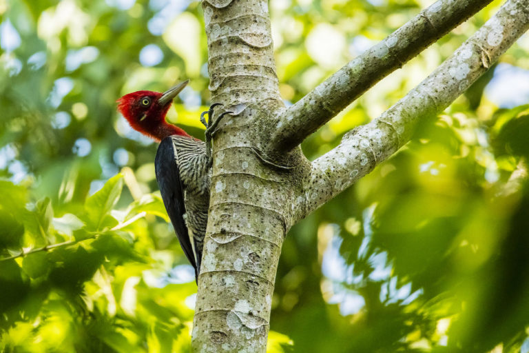 Birdwatching Iguazu