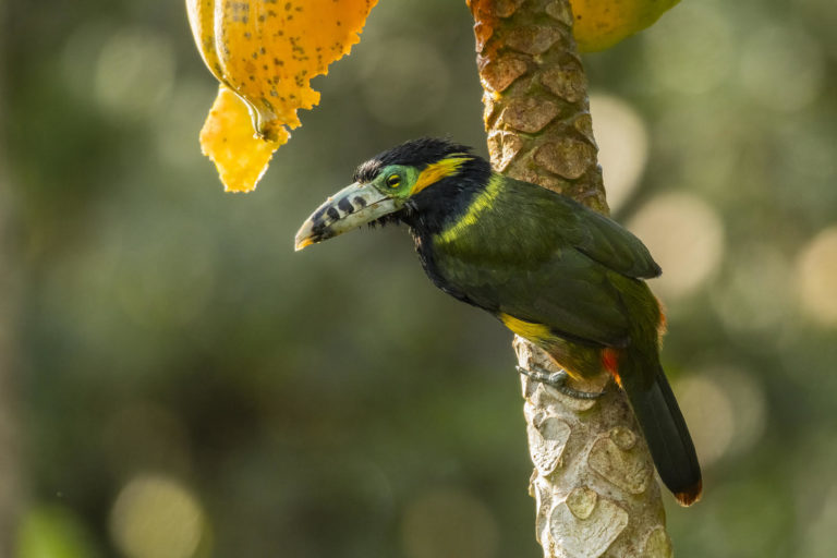 Birdwatching Iguazu