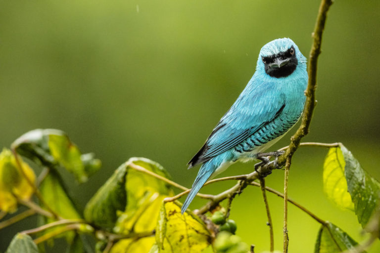 Birdwatching Iguazu