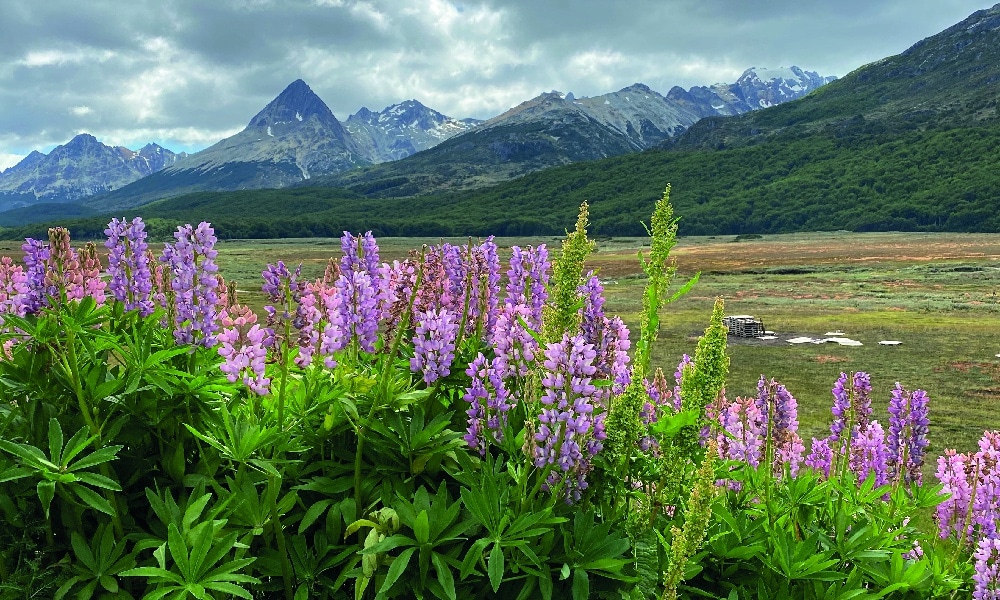 Tierra del Fuego  Archipelago, Patagonia, Argentina & Chile