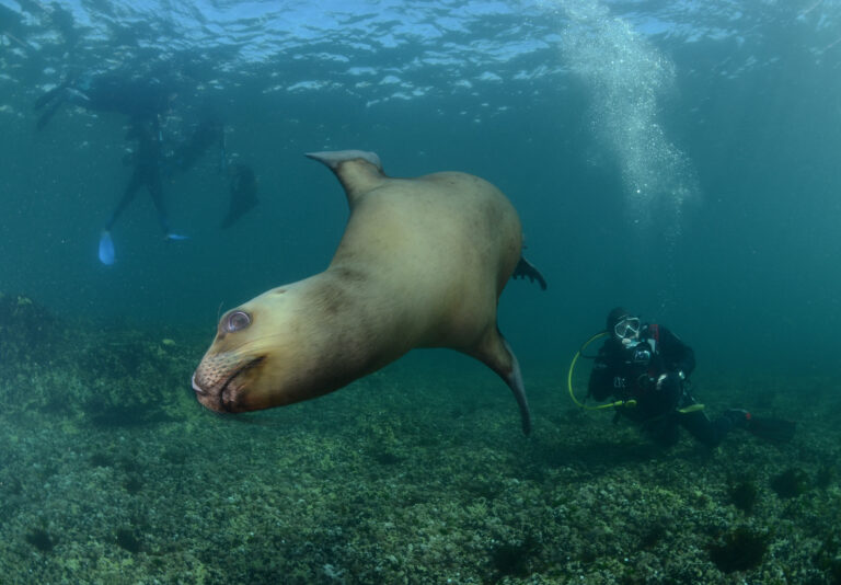 Man snorkeling with sea lion in Puerto Madryn