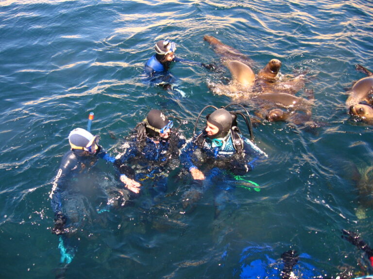 People snorkeling with sea lions in Puerto Madryn