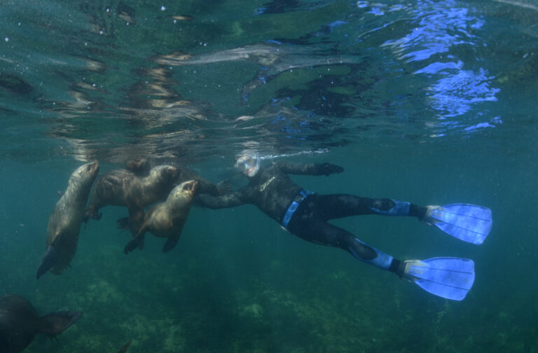 Man snorkeling with sea lions in Puerto Madryn.