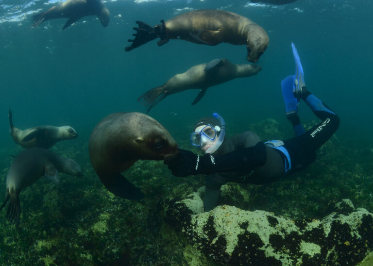 Man snorkeling with sea lions in Puerto Madryn.