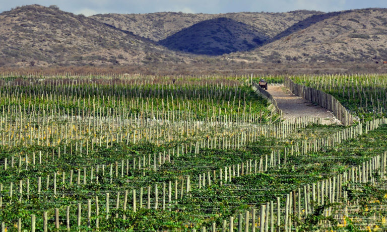 wineries tour in Mendoza 1_Mesa de trabajo 1