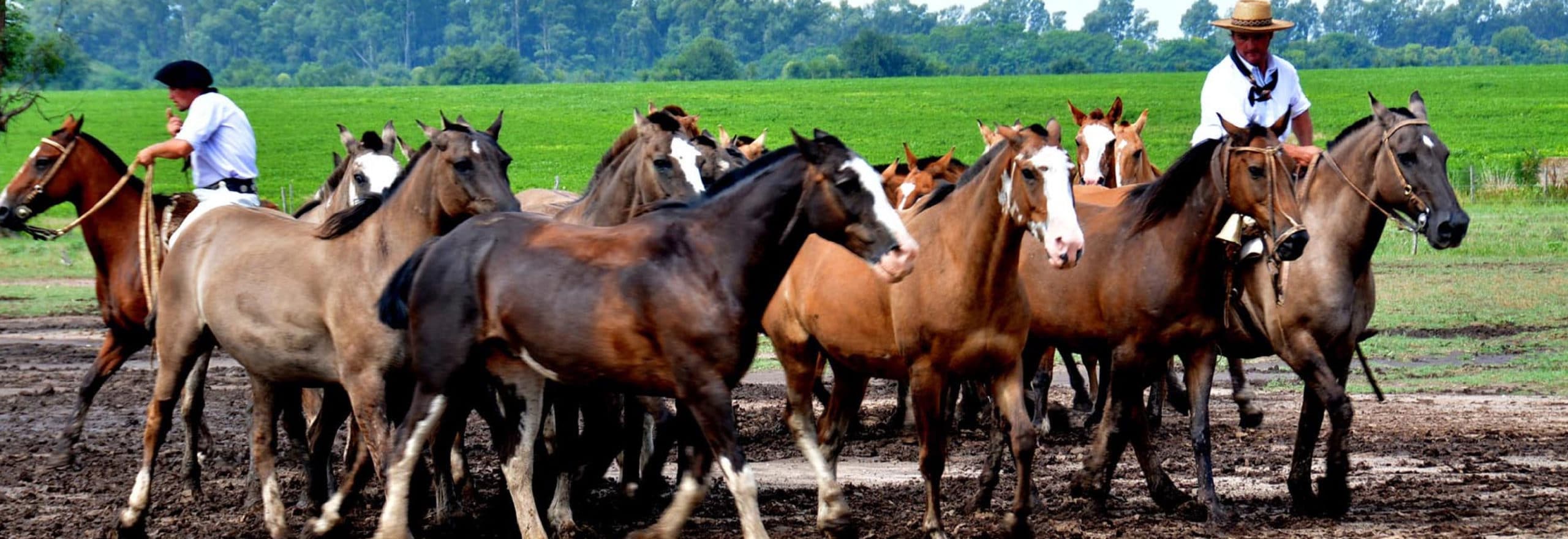 Visiting the Pampas. Estancia Santa Susana, RipioTurismo Incoming tour Operator Argentina