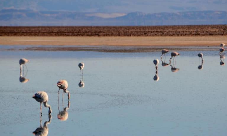 chaxas lagoon in atacama desert_Mesa de trabajo 1