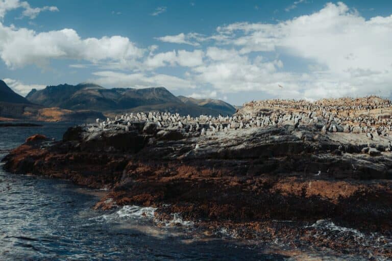 Beagle Channel Navigation Sea Lions Island (3)