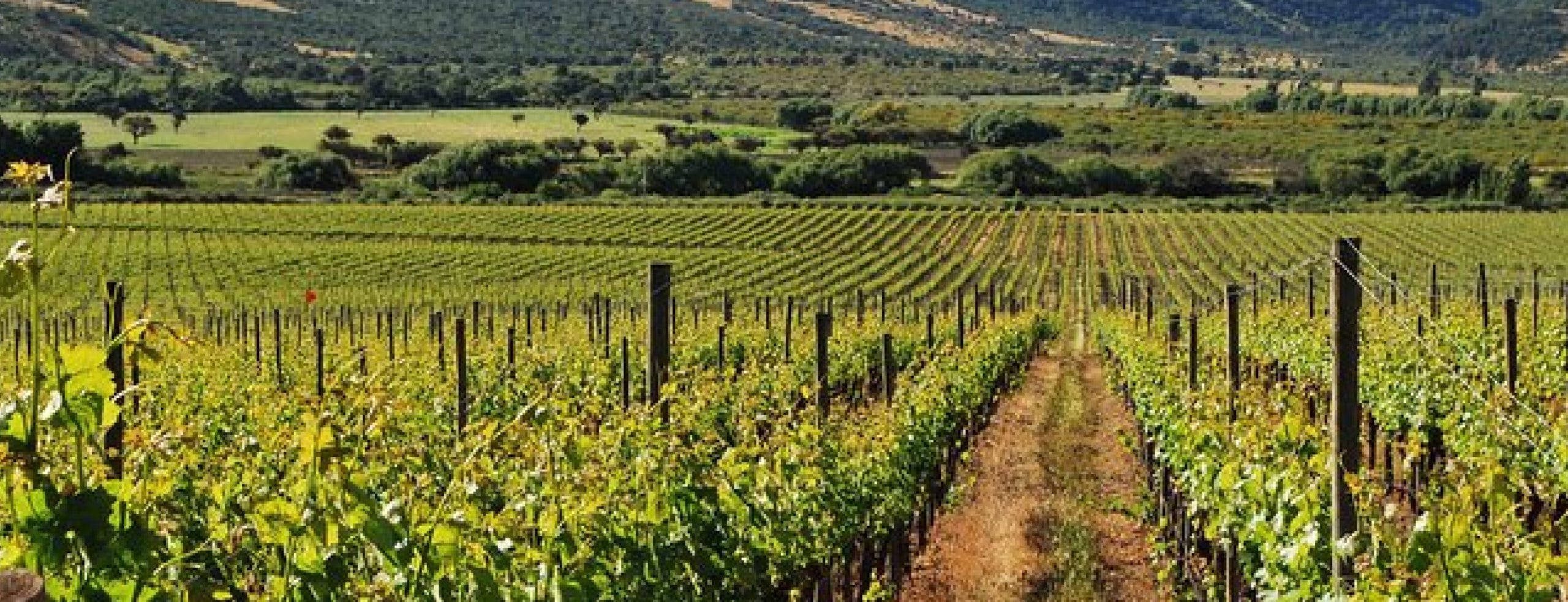 colchagua Valley in Santiago de Chile - RipioTurismo DMC for Chile