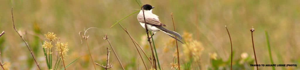 Ibera Marshes, RipioTurismo DMC for Argentina