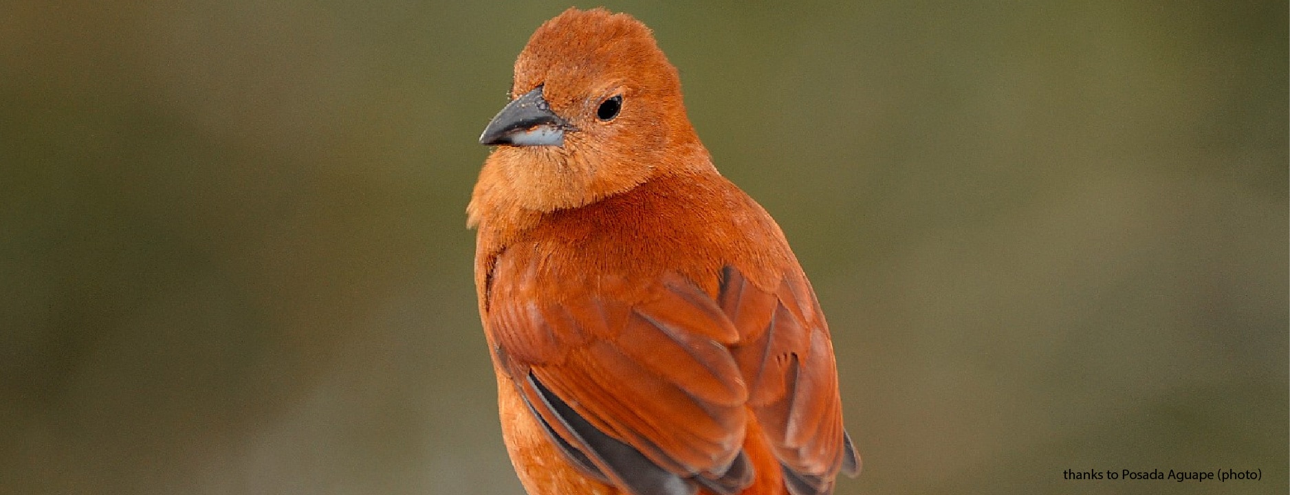 Birdwatching in Ibera Wetlands - RipioTurismo Incoming Tour Operator Argentina