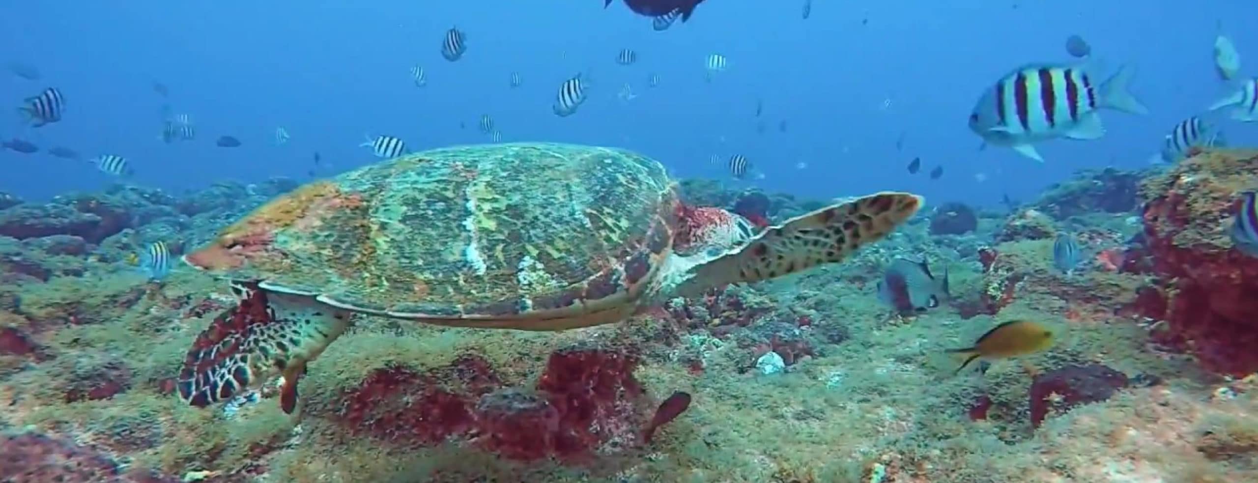 Diving in Fernando de Noronha, Brazil - RipioTurismo Incoming tour Operator for Brazil ans South America