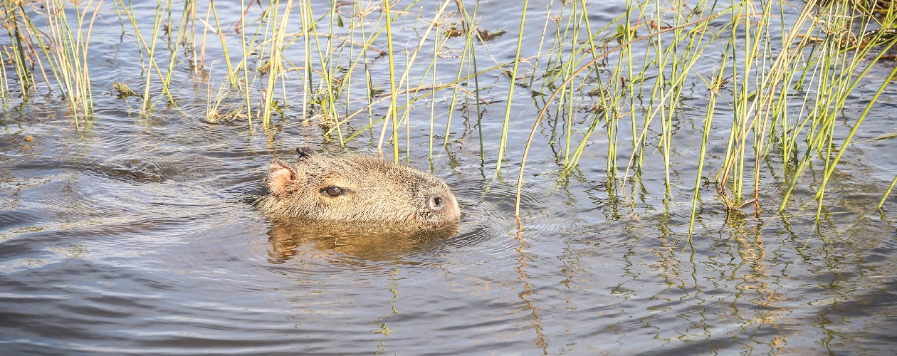 Aguape Lodge in Ibera Wetlands 1-01