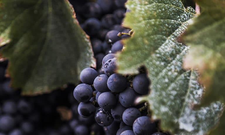 Bike and tasting Zuccardi Winery 4_Mesa de trabajo 1