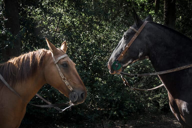 Caballos-2