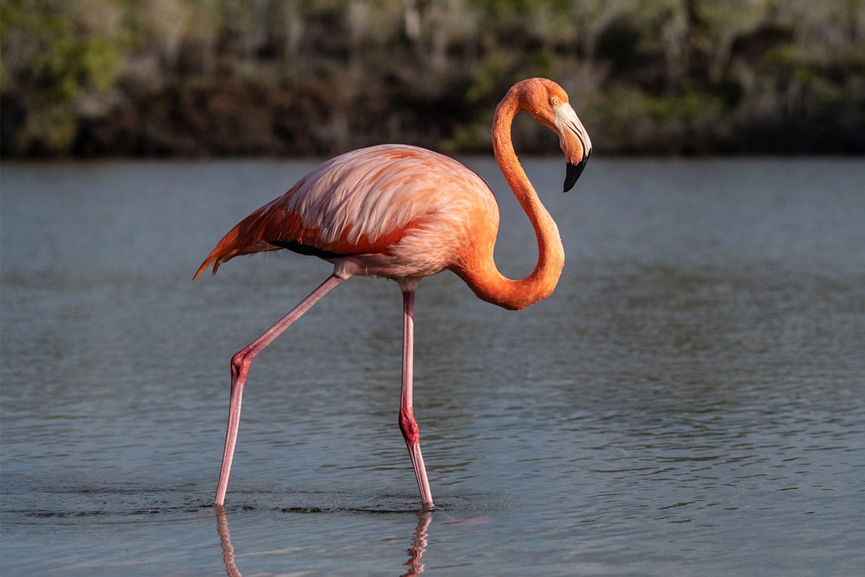 American Flamingo in Galapagos Islands, Ecuador.