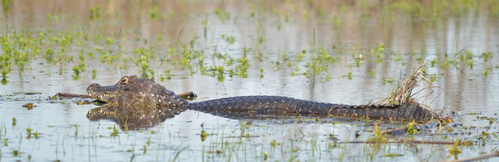 Aguape Lodge in Ibera Wetlands-01