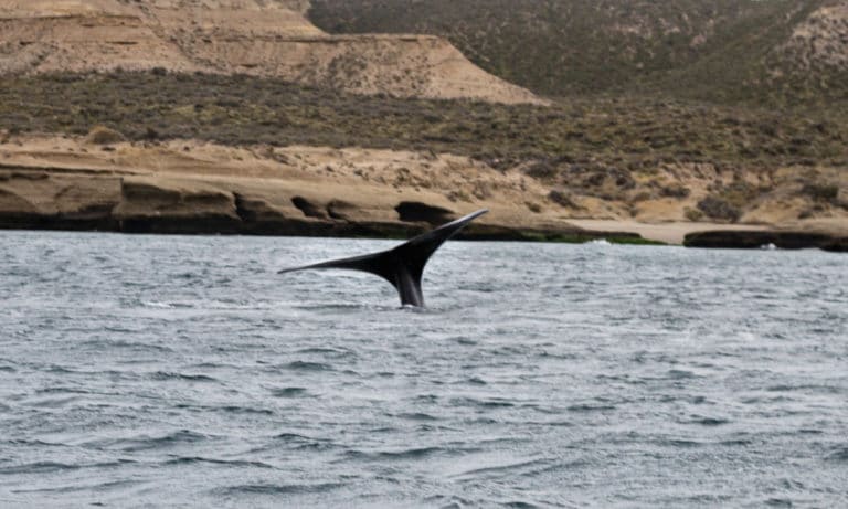 only whales activity 2_Mesa de trabajo 1