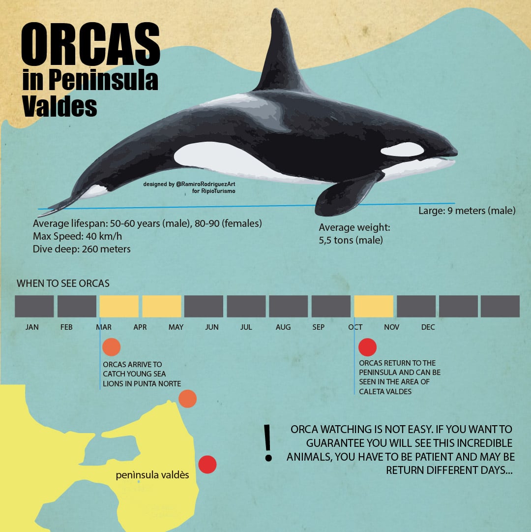 orca watching in peninsula valdes infographic and map