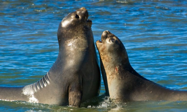 Sea Lions