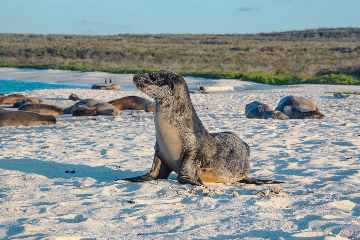 Sea Lion in Galapagos Islands, Ecuador.