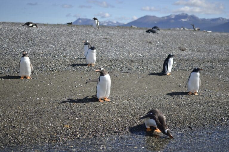 Navigation to Martillo Island and penguin watching