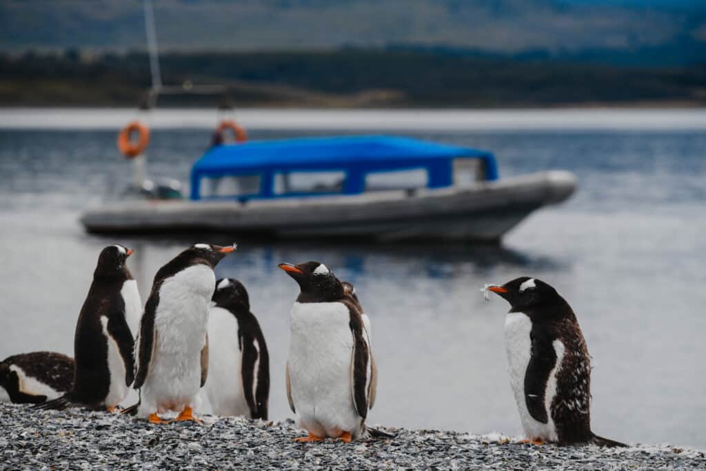 Penguins on Martillo Island, Ushuaia, Tierra del Fuego, Argentina.