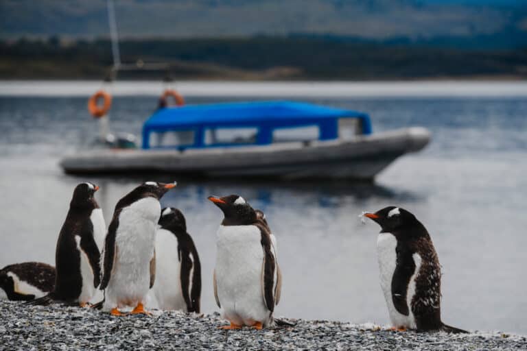 Penguins on Martillo Island, Ushuaia, Tierra del Fuego, Argentina.