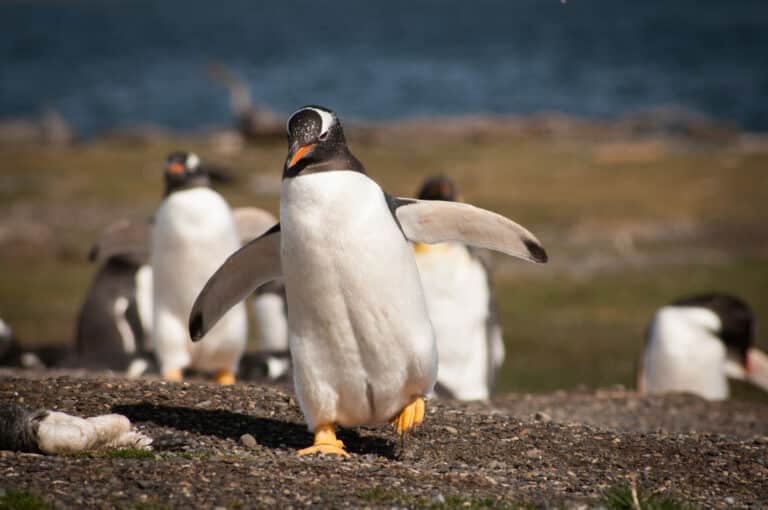 Penguins on Martillo Island, Ushuaia, Tierra del Fuego, Argentina.