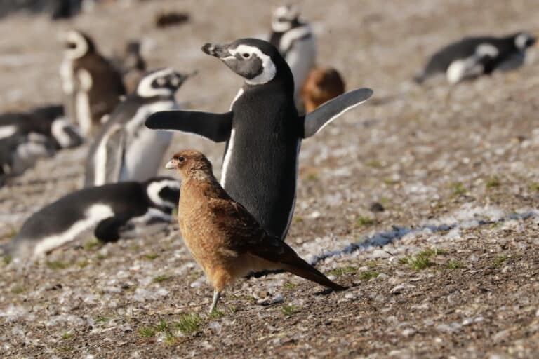 Penguins on Martillo Island, Ushuaia, Tierra del Fuego, Argentina.