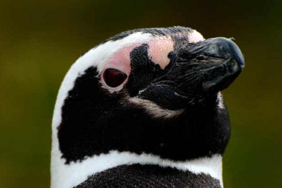 Penguin on Martillo Island