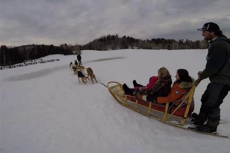 Sledding Dogs in Ushuaia