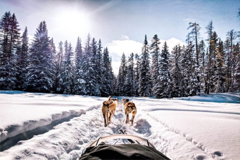 Sledding Dogs in Ushuaia