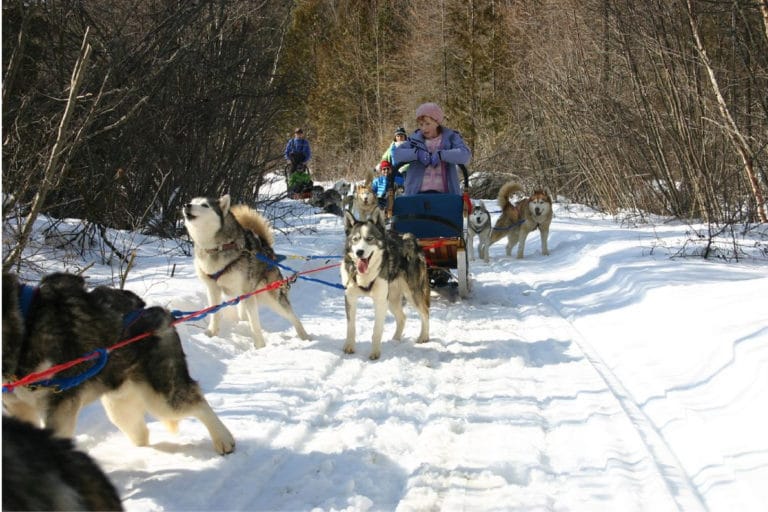 Sledding Dogs in Ushuaia