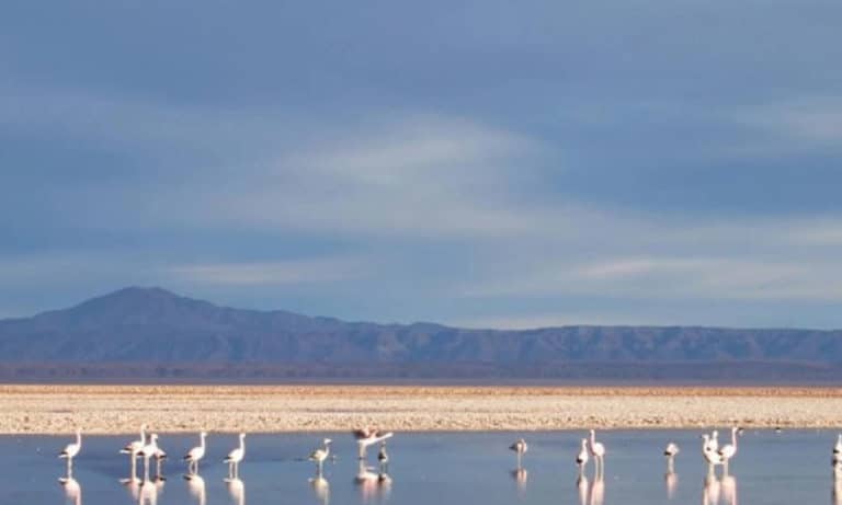 salt flats and toconao_Mesa de trabajo 1