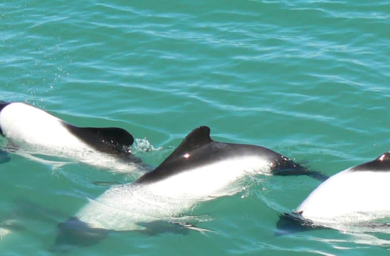 valle-rio-chubut-delfines-argentinavision