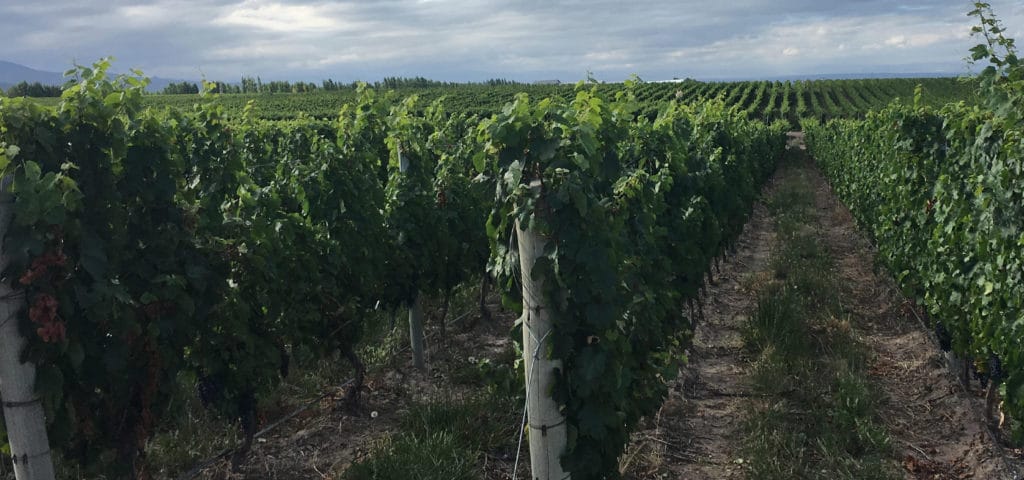 Vineyards in Mendoza