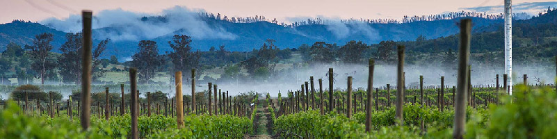 Wine Valleys in Chile - Kingston Family