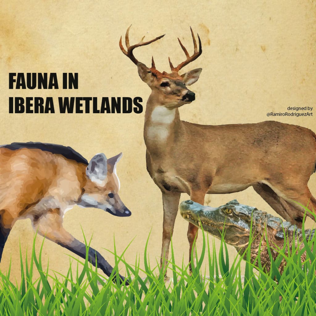 fauna in ibera wetlands