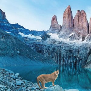 pumas in patagonia
