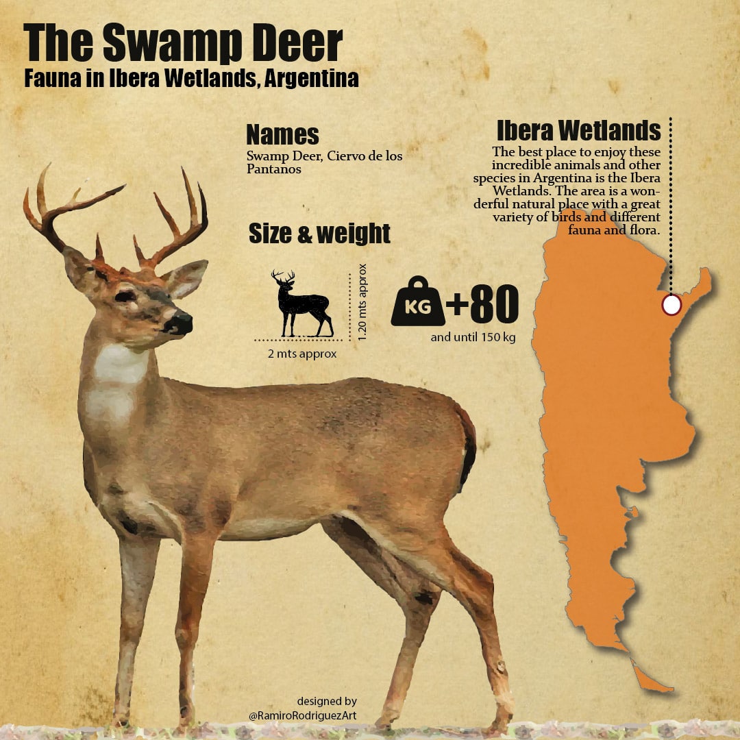 swamp deer infographic - fauna in ibera wetlands