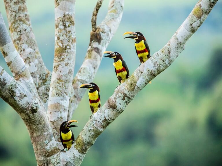 Birds in Iguazu Falls