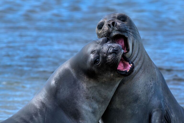 Elephant Seals
