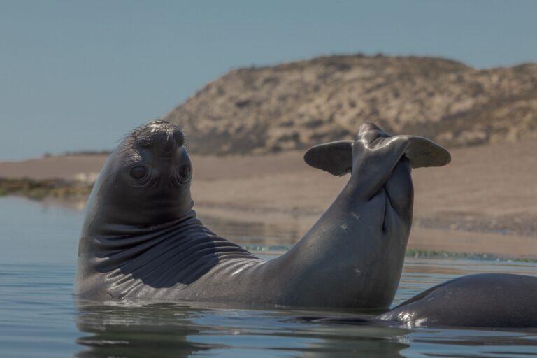 Elephant Seals