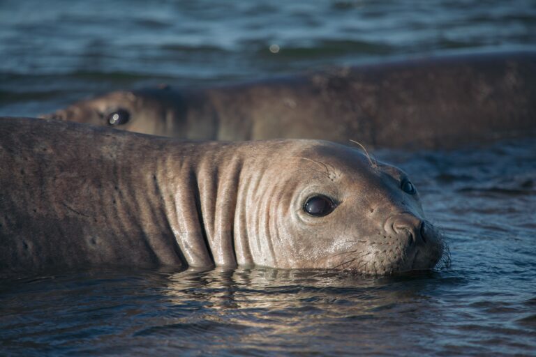 Elephant Seals