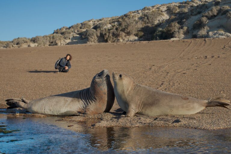 Elephant Seals