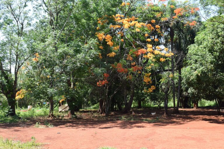 Guarani village